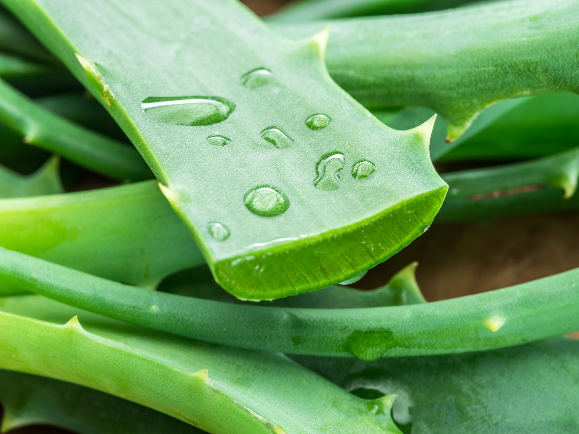 Aloe Vera: Il Segreto per una Pelle Abbronzata e Luminosa