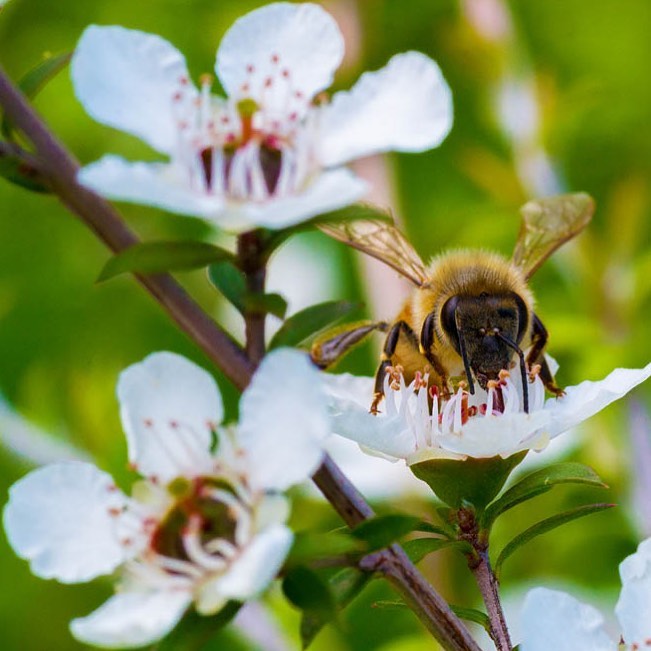 Crema Miele di Manuka
