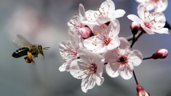 Crema Miele di Manuka - Natura Only